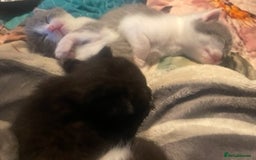 British Shorthair cats for sale: 5 kittens mixed litter 9 weeks old, ready now!  - Image 27