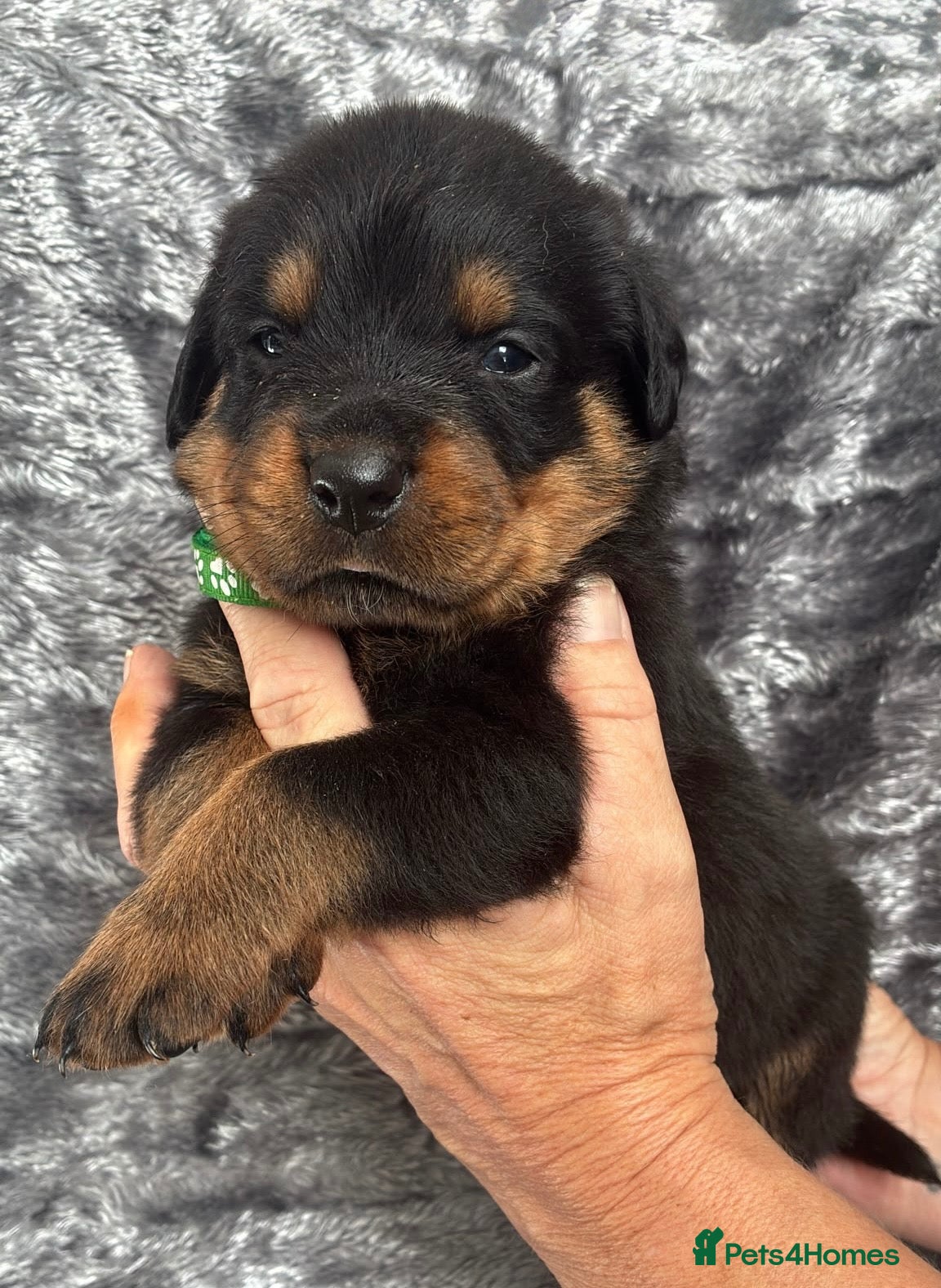Rottweiler dogs KC Registered Rottweiler Puppies - Advert 1