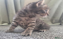 British Longhair cats for sale: Long haired kittens looking for 5* homes - Image 11