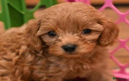 Cavapoo dogs for sale: Cavapoo puppies - Image 4