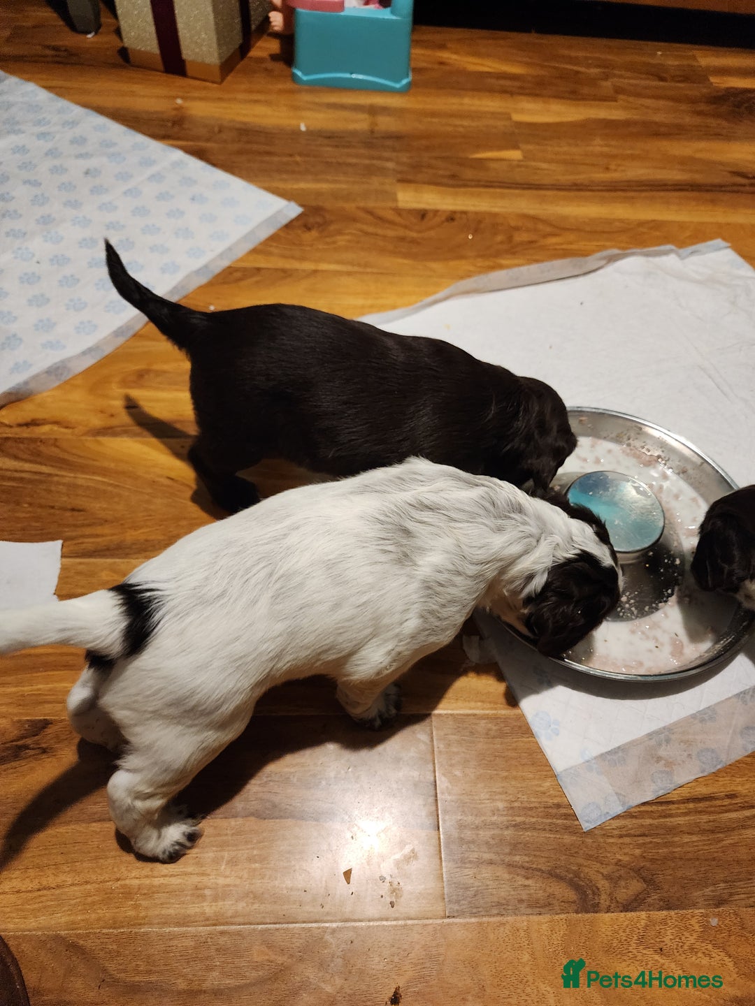 Sprocker dogs for sale: Sprocker pups - Advert 4