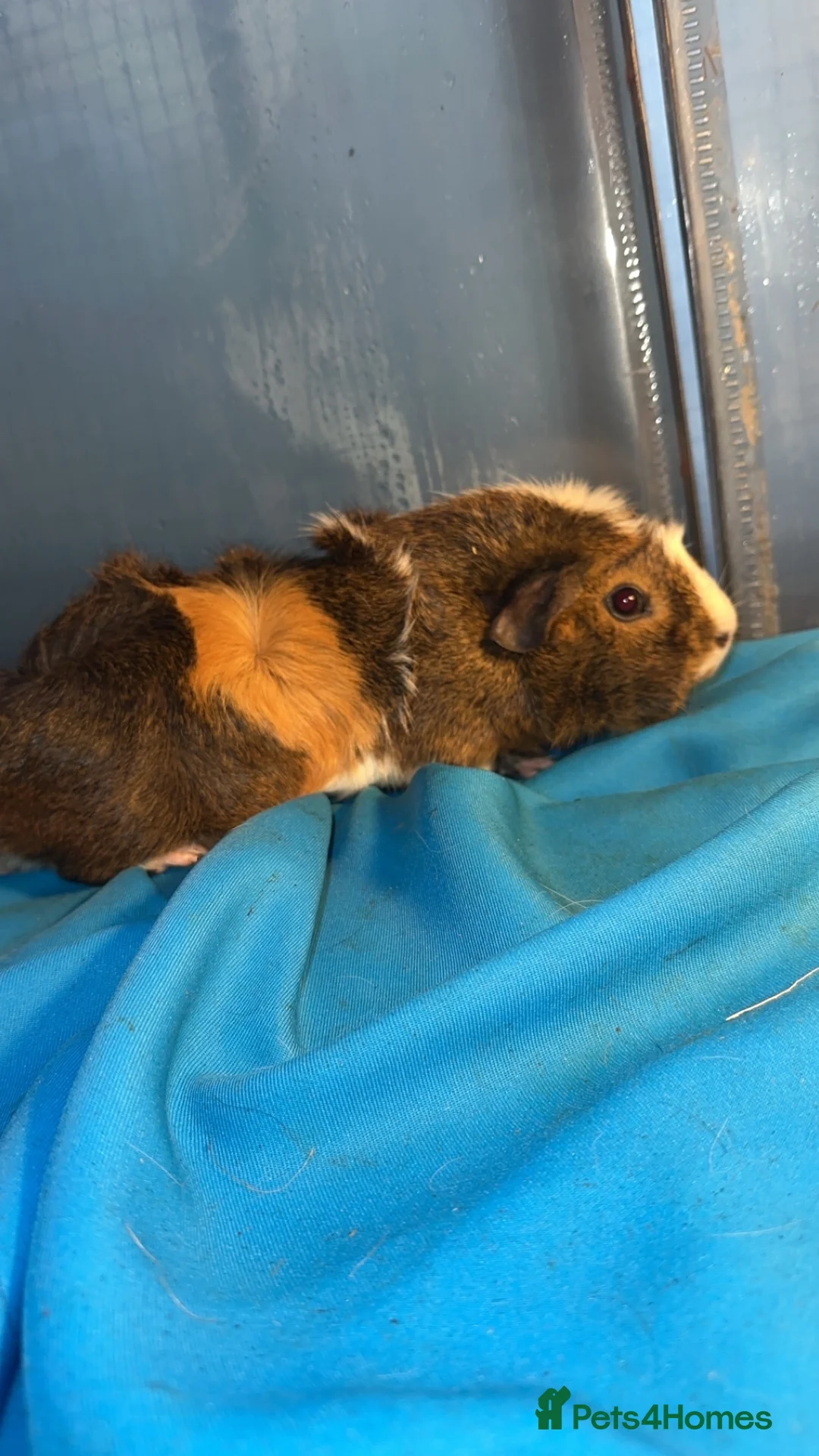 Guinea Pig rodents for sale: Guniea pigs  - Advert 4