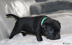 Staffordshire Bull Terrier dogs for sale: KC Reg Staff Pups Blue/Black, Champion Blood Lines - Image 11