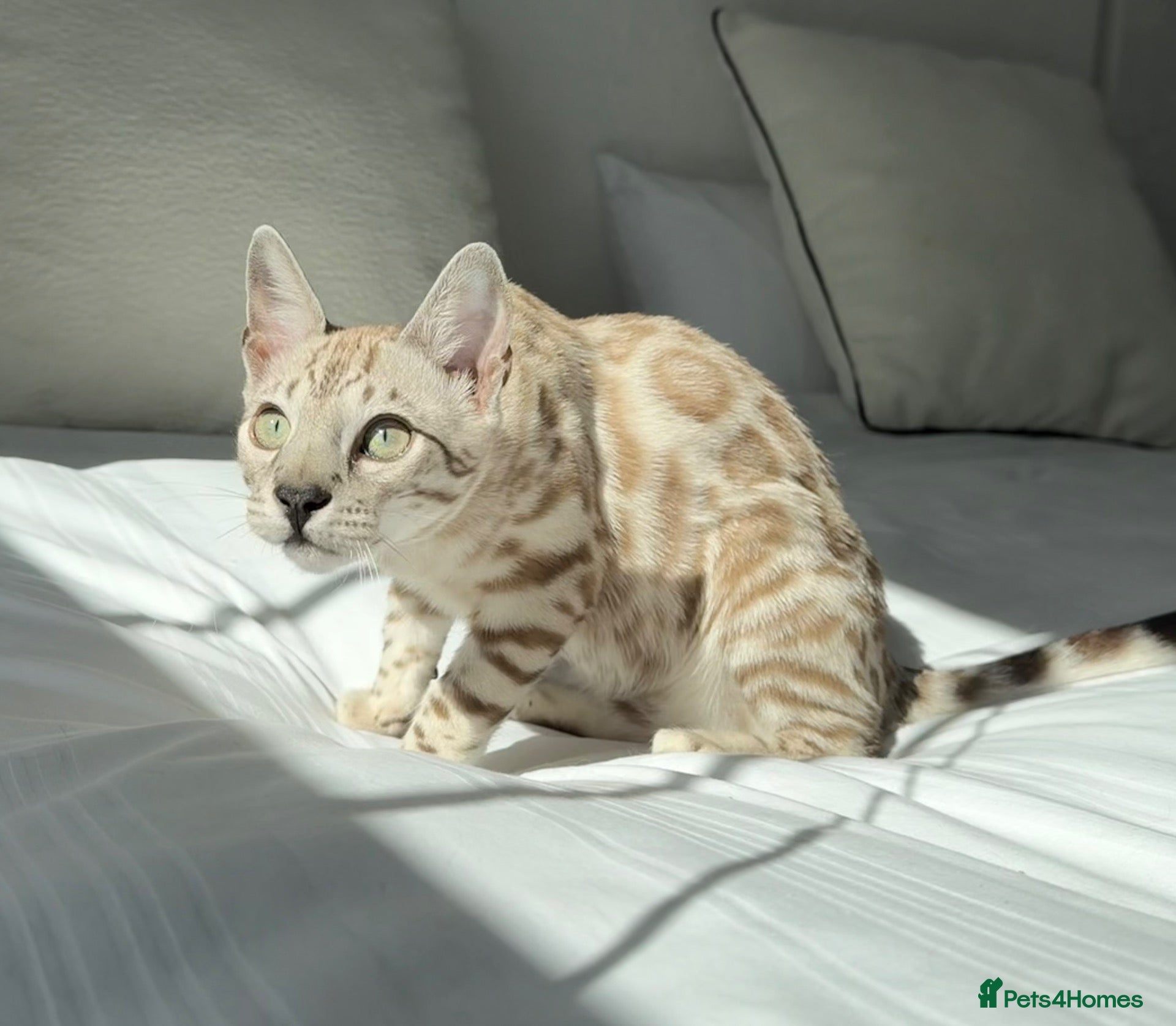 Bengal cats One boy left! Full Pedigree Snow TICA Bengals - Advert 2