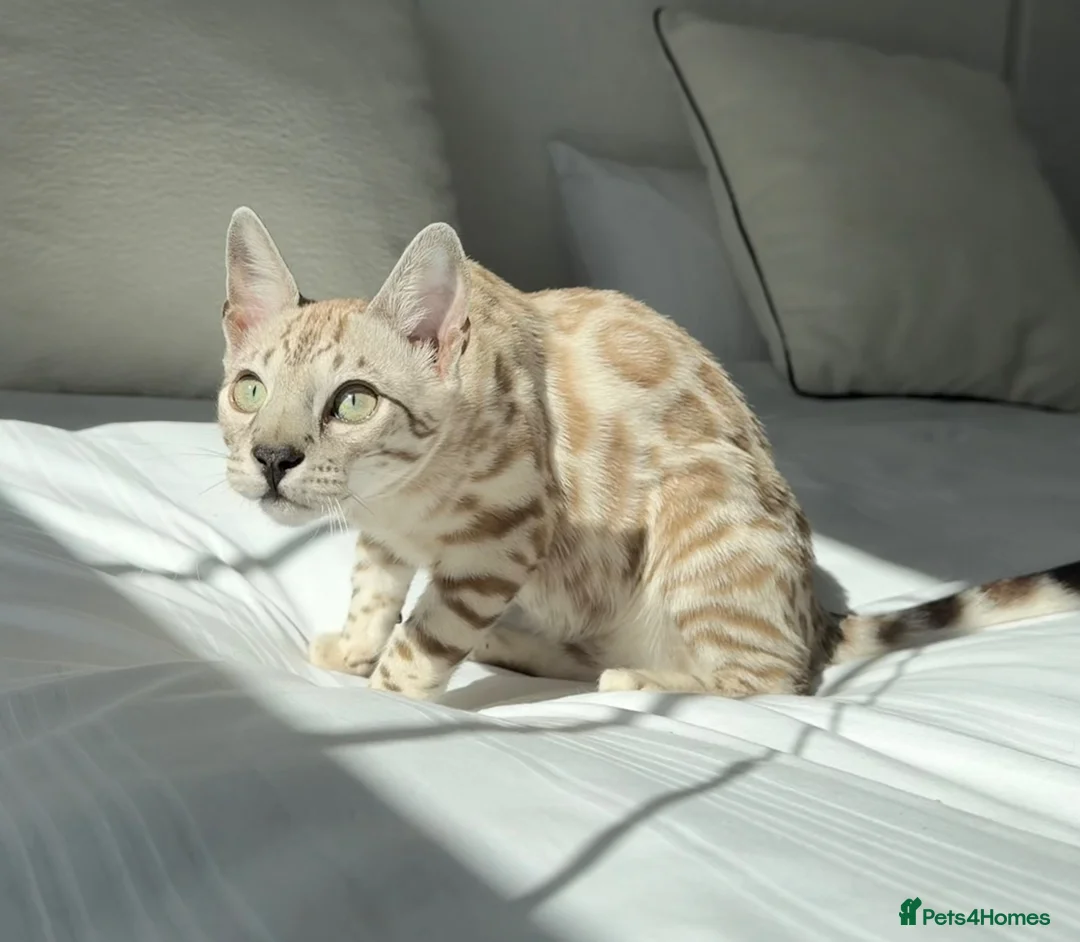 Bengal cats for sale: One boy left! Full Pedigree Snow TICA Bengals - Advert 1