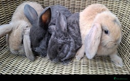 Mini Lop rabbits for sale: Baby mini lops ready to be reserved  - Image 11