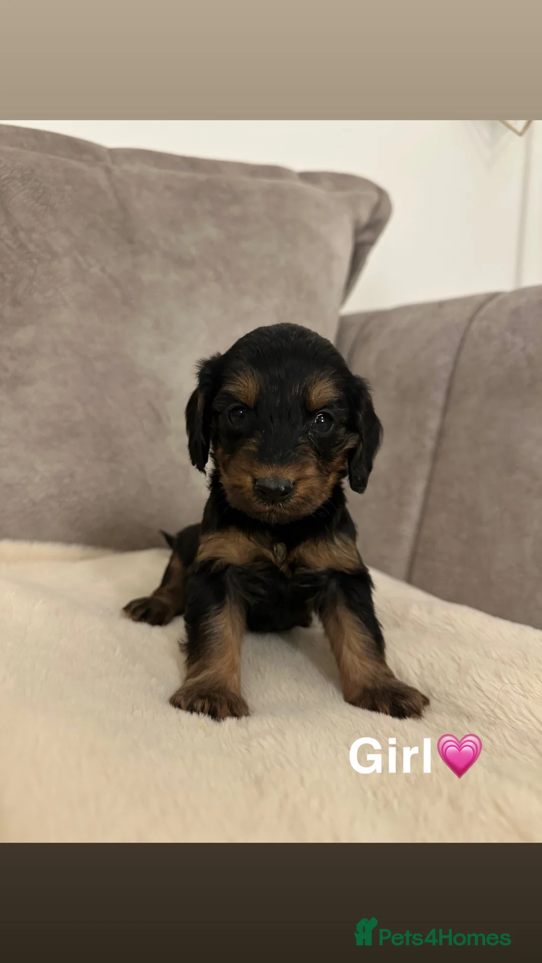 Cockapoo dogs for sale: Cockapoo puppies in Middlesbrough - Advert 1