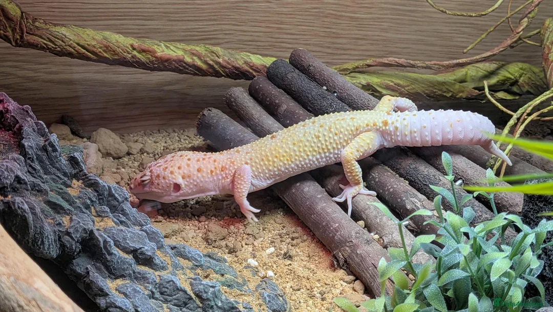 Leopard Gecko reptiles for sale: LEOPARD GECKO + PREMIUM 3FT VIVARIUM SETUP – £250 in Halesowen - Advert 2