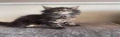 Maine Coon 3