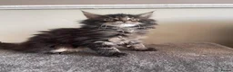 Maine Coon cats for sale:  beautiful Maine Coon kittens - Advert 4
