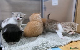 British Shorthair cats for sale: Beautiful unusual British shorthair kittens - Image 4