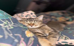 Domestic Shorthair cats for sale: 15 month old male tabby cat - Advert 3