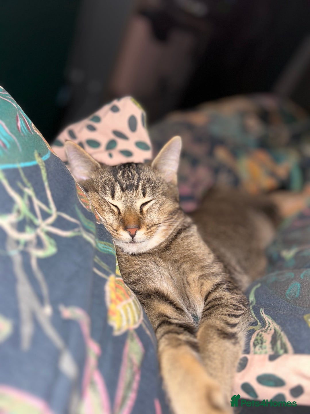 Domestic Shorthair cats for sale: 15 month old male tabby cat - Advert 3