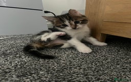 Mixed Breed cats for sale: Healthy & Playful Kittens - Image 10