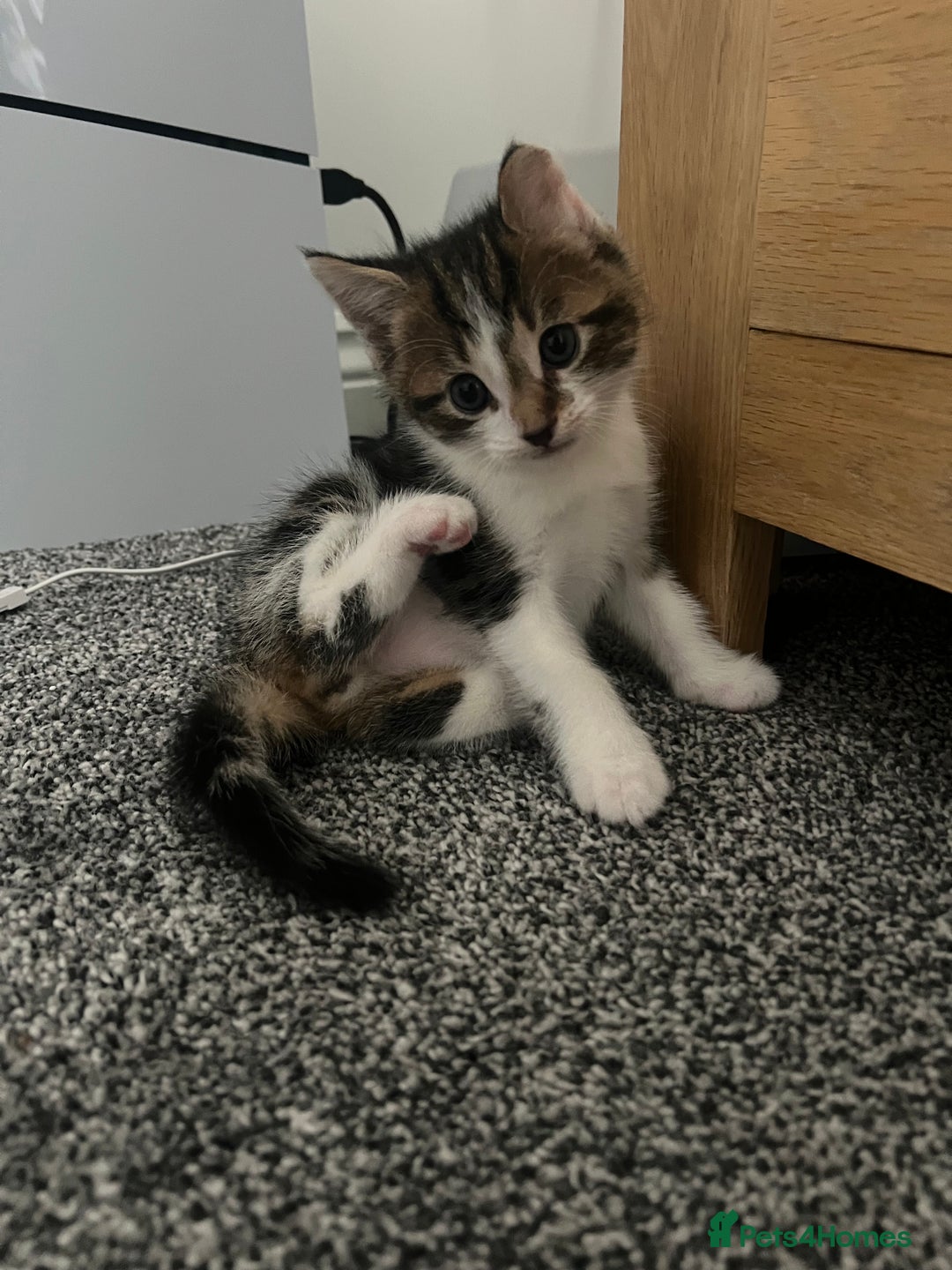 Mixed Breed cats for sale: Healthy & Playful Kittens - Image 10
