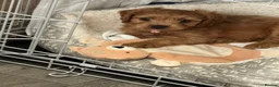 Cavapoo dogs for sale: Cavapoo puppy in Willenhall - Advert 4