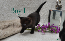 Mixed Breed cats for sale: Beatiful Maine-Coone/Bombay Kittens - Image 4
