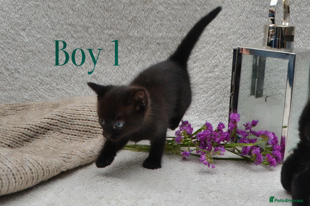 Mixed Breed cats for sale: Beatiful Maine-Coone/Bombay Kittens - Image 4
