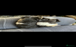 Guinea Pig rodents for sale: Swiss & texel GP  - Advert 3