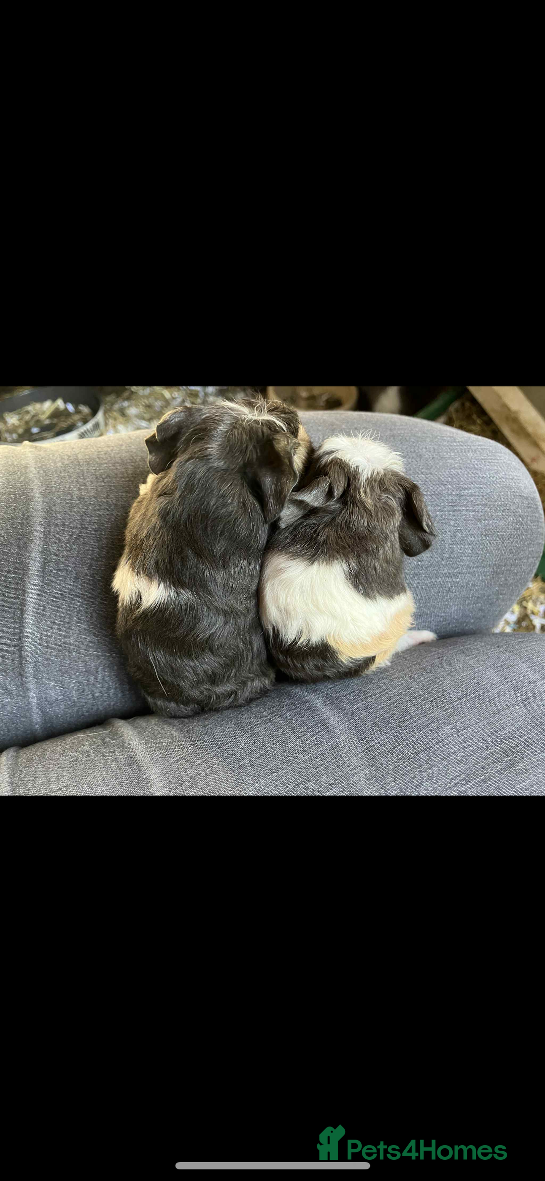 Guinea Pig rodents for sale: Swiss & texel GP  - Advert 3