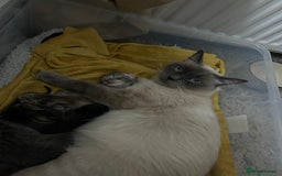 Ragdoll cats for sale: Ragdoll x bengal - Image 10