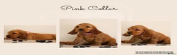 Cocker Spaniel dogs for sale: Show Cocker spaniels  in Maidstone - Advert 4
