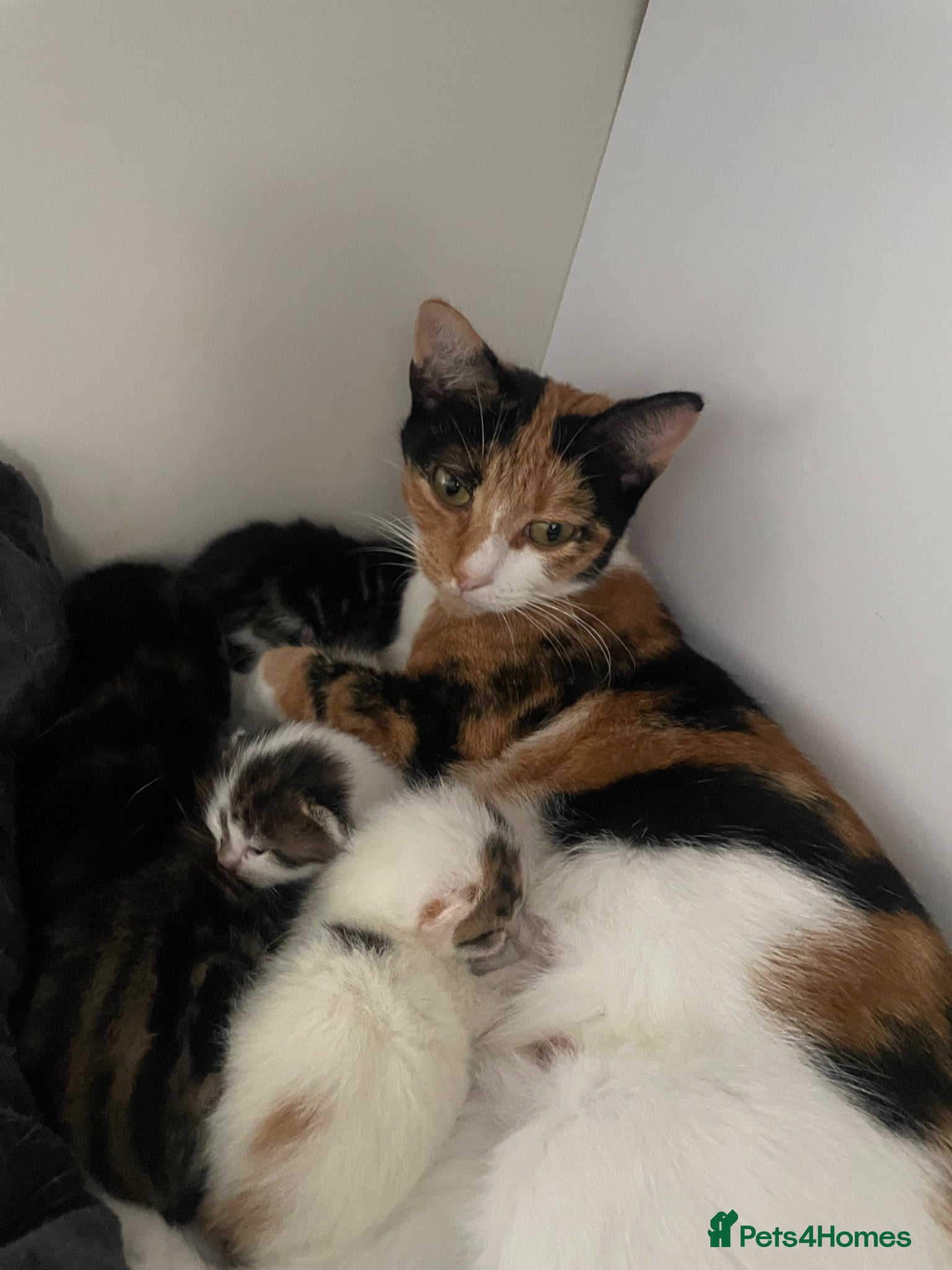 Mixed Breed cats 5 kittens  - Advert 1