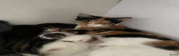 Mixed Breed cats for sale: 5 kittens  - Advert 1