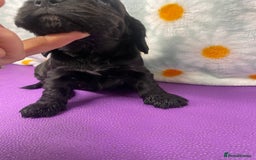 Cocker Spaniel dogs for sale: Beautiful show cocker spaniel babies - Image 14