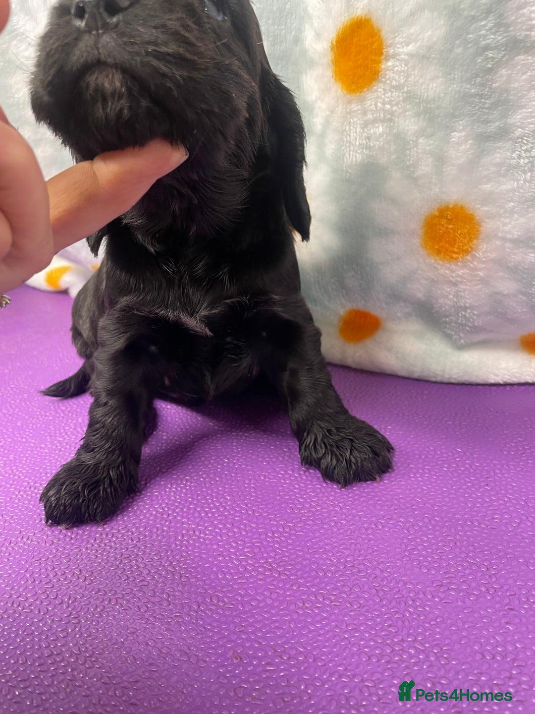 Cocker Spaniel dogs for sale: Beautiful show cocker spaniel babies - Image 14