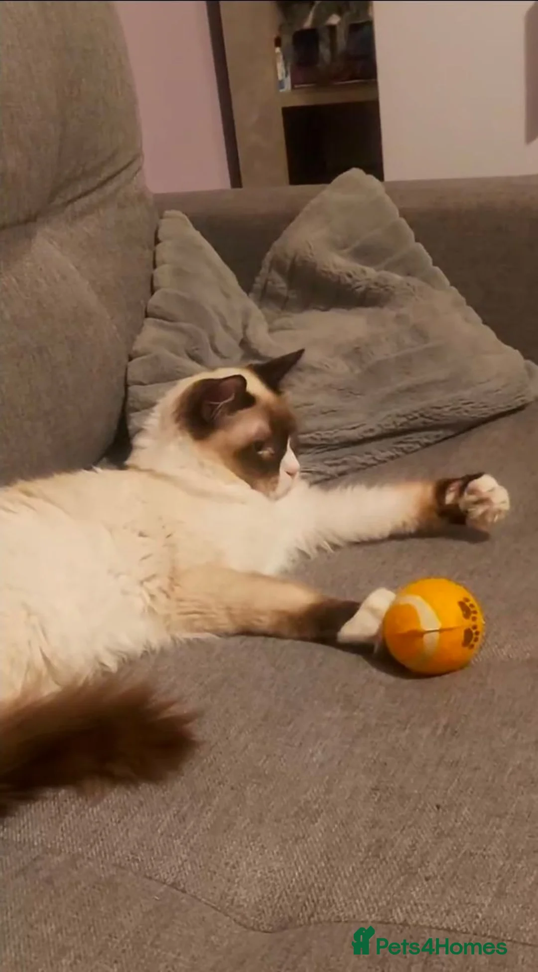 Ragdoll cats for stud: GCCF Active Registered Ragdoll Stud Service - Advert 2