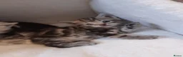 Domestic Shorthair cats for sale: Lovely Litter Of Kittens - Advert 19