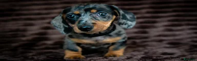 Miniature Dachshund 3