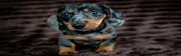 Miniature Dachshund dogs for sale: Stunning Mini Dachshunds. - Advert 16