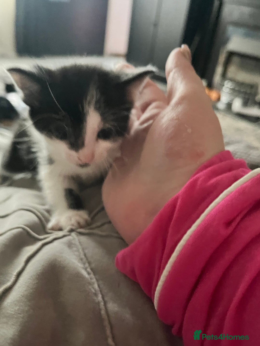 Mixed Breed cats for sale: Last two left of litter  - Image 5