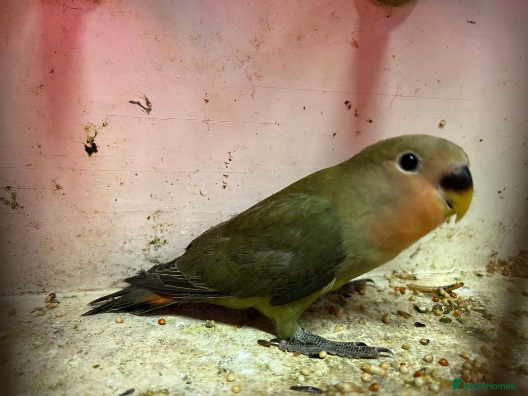 Lovebirds birds for sale: Lovebird for sale, all in good health  - Advert 7