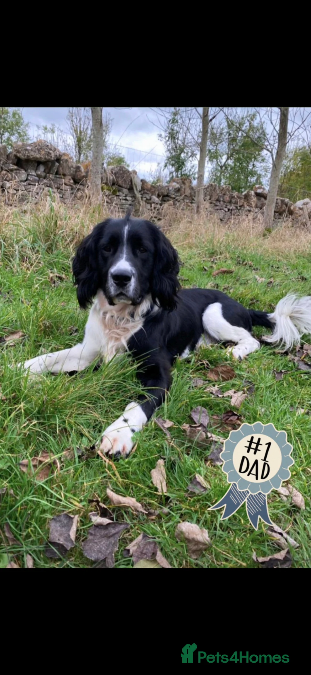 English Springer Spaniel dogs for sale: Health Tested KS English Springer Spaniel puppies  - Advert 25
