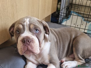 Mixed Breed dogs - Advert 1