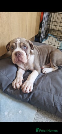 Mixed Breed dogs - Advert 1