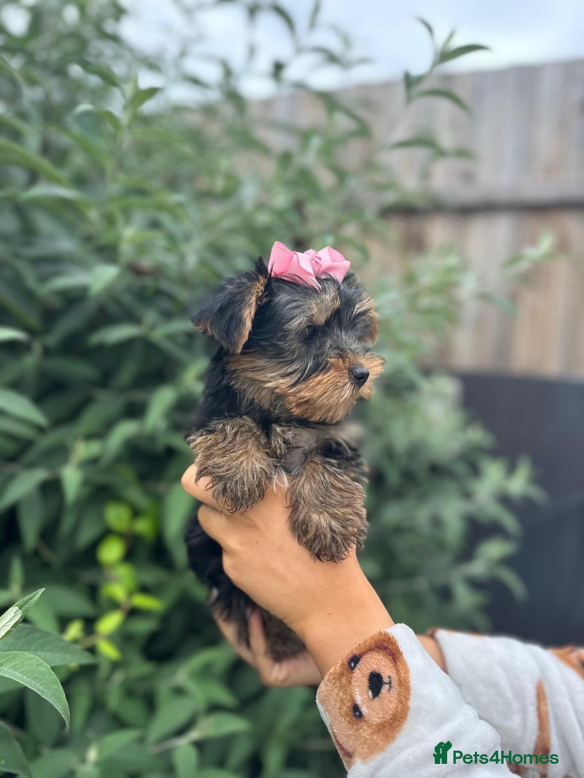 Yorkshire Terrier dogs for sale: Beautiful Yorkshire terrier puppy’s ready now - Advert 4