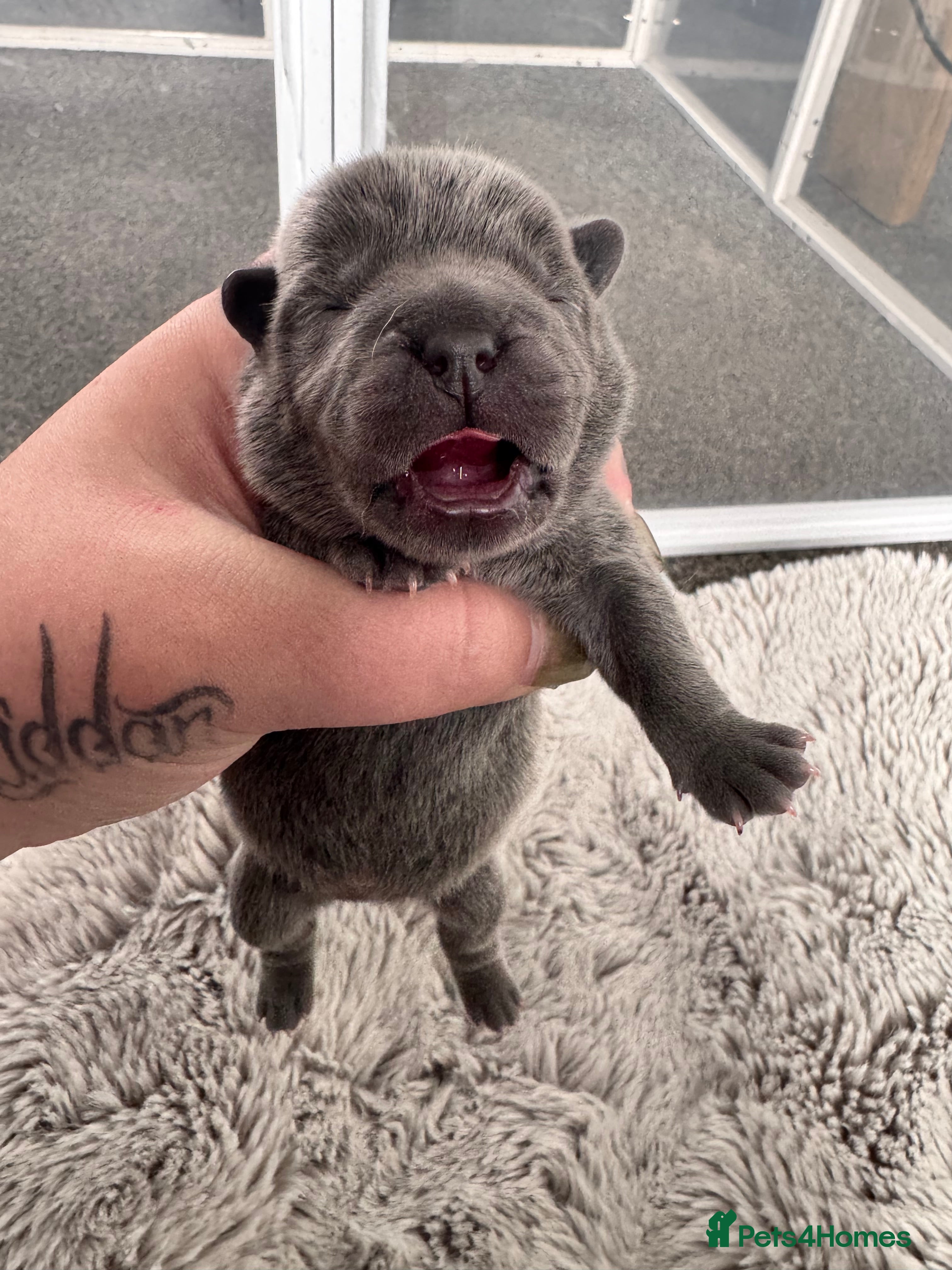 Mixed Breed dogs for sale: Beautiful Litter of French Chows - Advert 8