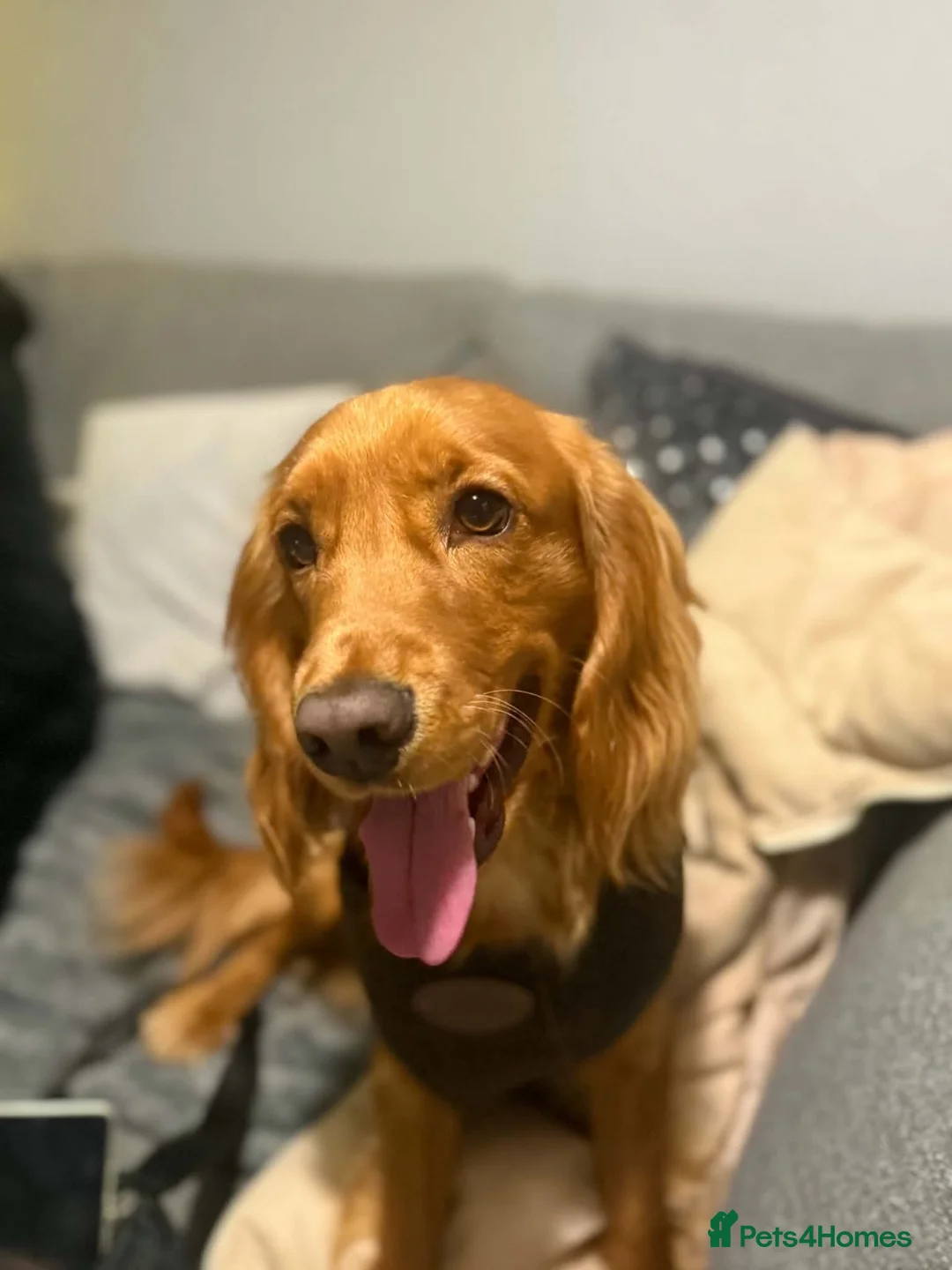 Cocker Spaniel dogs for sale: Cocker spaniel - Advert 2