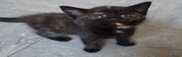 Mixed Breed cats for sale: 2 stunning kittens still available  - Advert 34