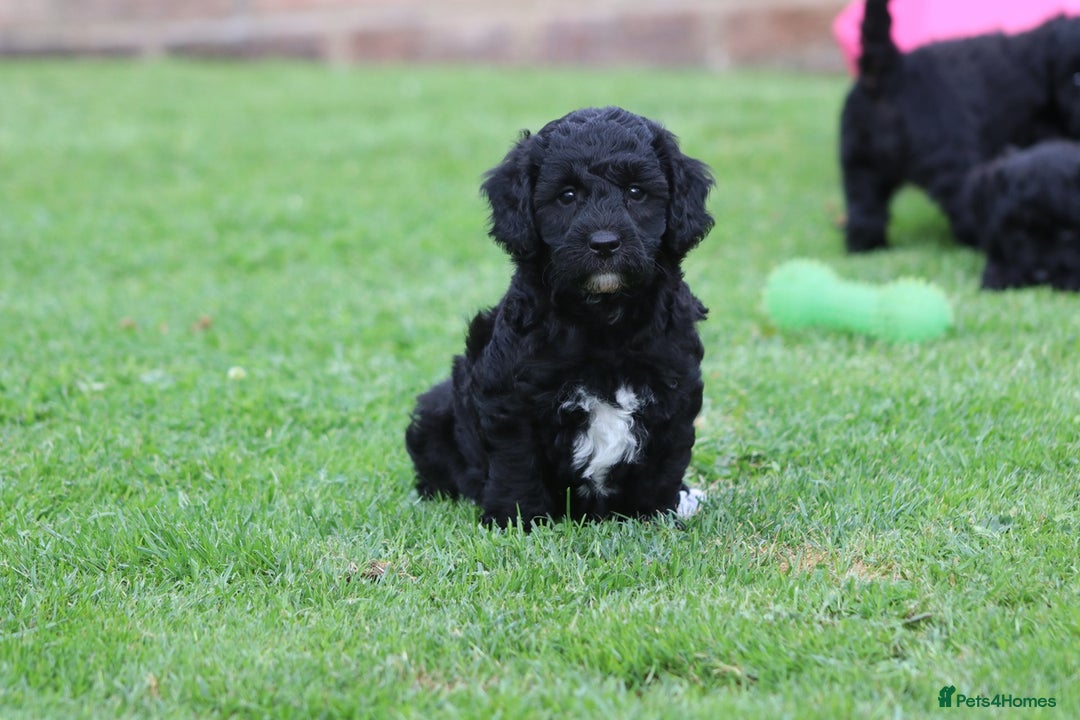 Cavapoochon dogs for sale: Beautiful Cavapoochon puppies for sale - Image 29