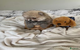 Pomeranian dogs for sale: Pomeranian  - Image 11