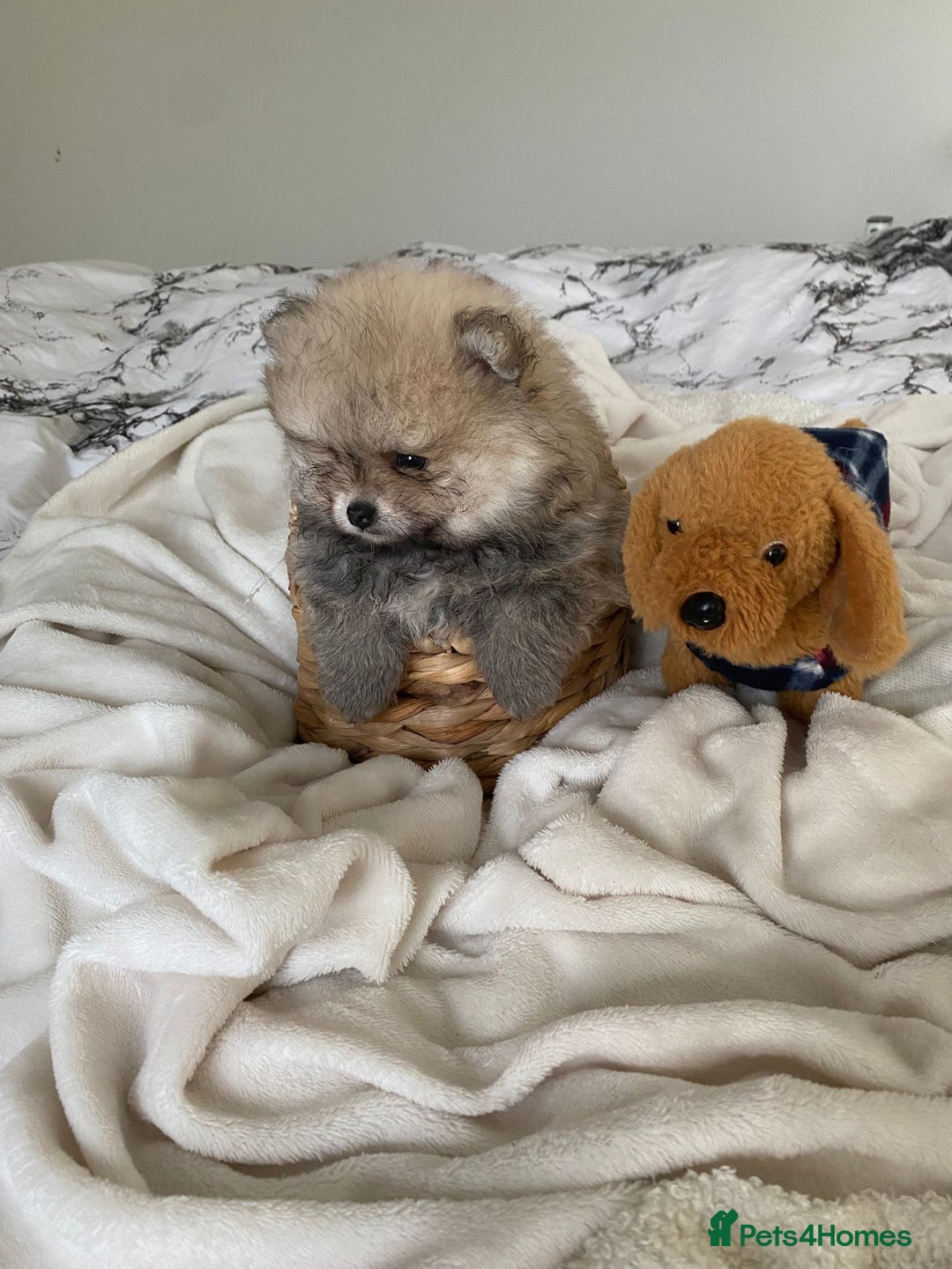 Pomeranian dogs for sale: Pomeranian  - Image 11