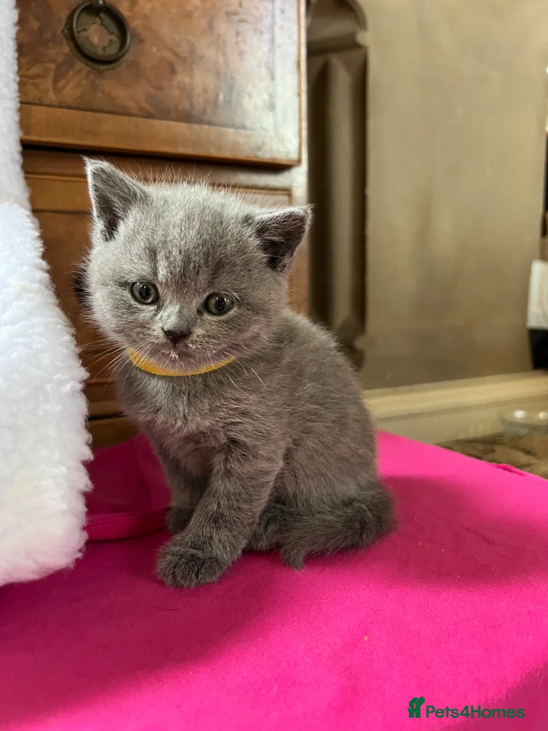 British Shorthair cats for sale: Stunning British Shorthair Blue kittens  in Wantage - Advert 31