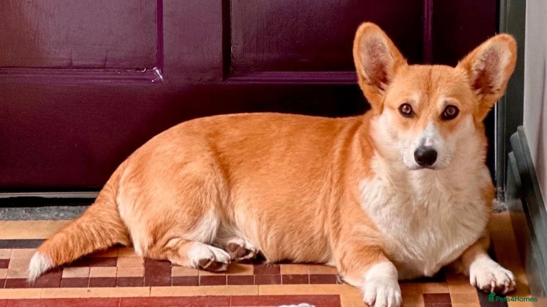 Welsh Corgi Pembroke dogs for sale: KC Pembroke Welsh Corgi boys - Image 2