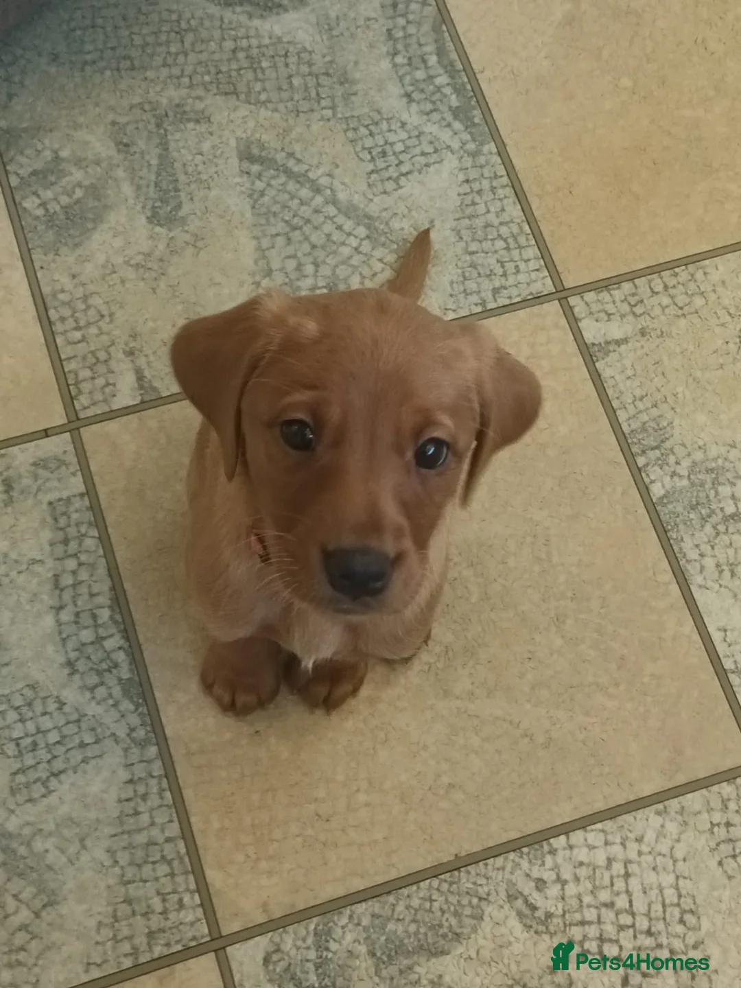 Labrador Retriever dogs for sale: Fox Red KC Reg Fox Red Lab, M&D hip & elbow scored - Advert 9