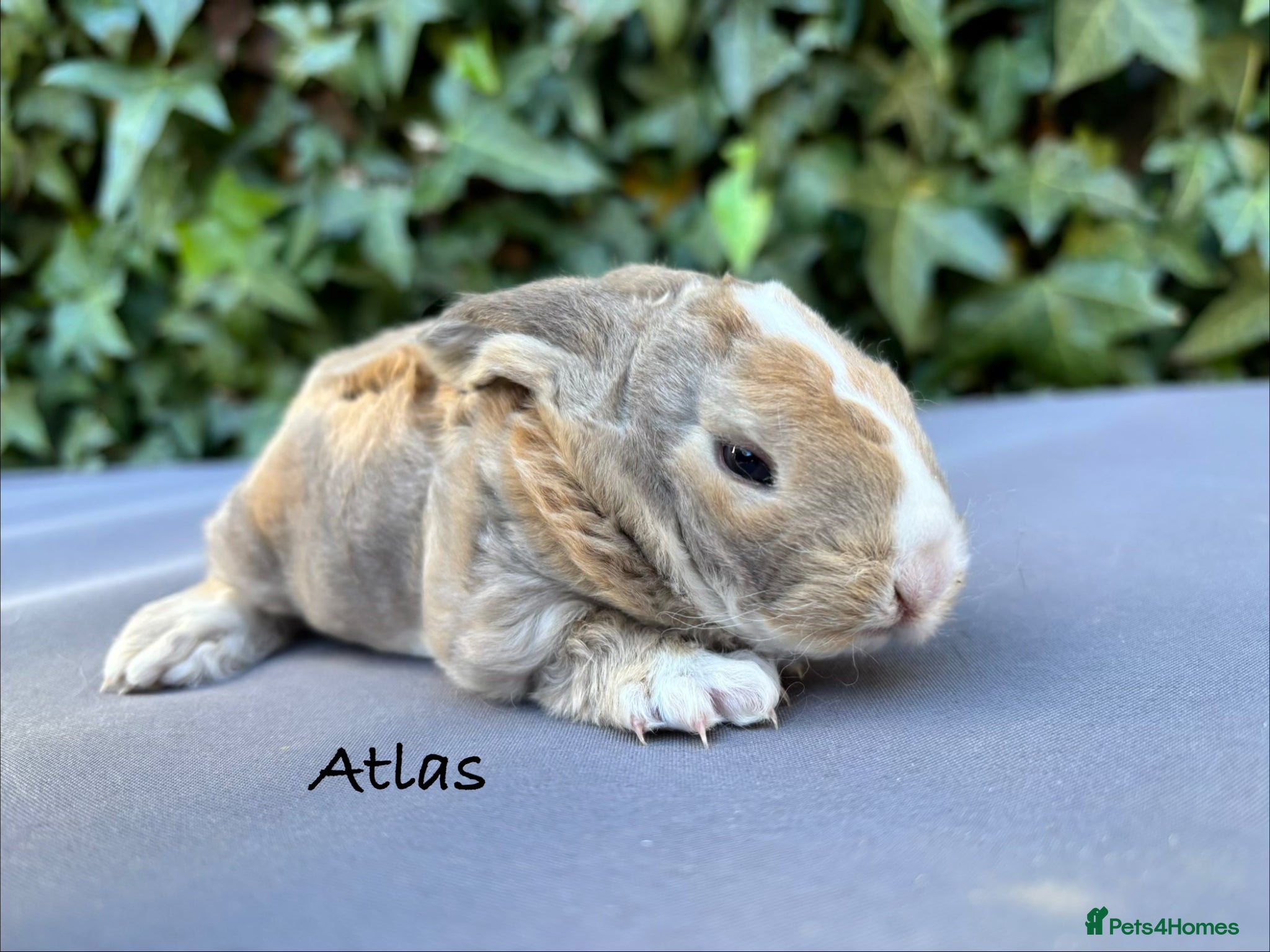 Mini Lop rabbits Pure bred Mini Plush Lops - Advert 10
